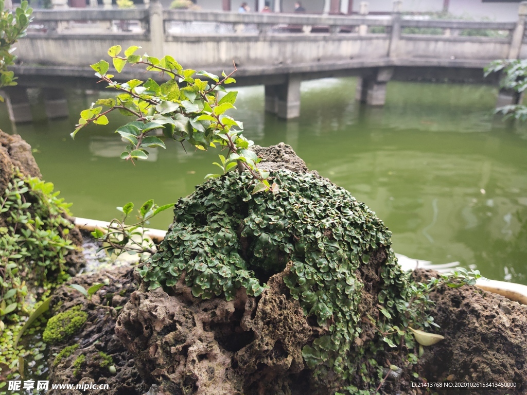 绿植植物树木