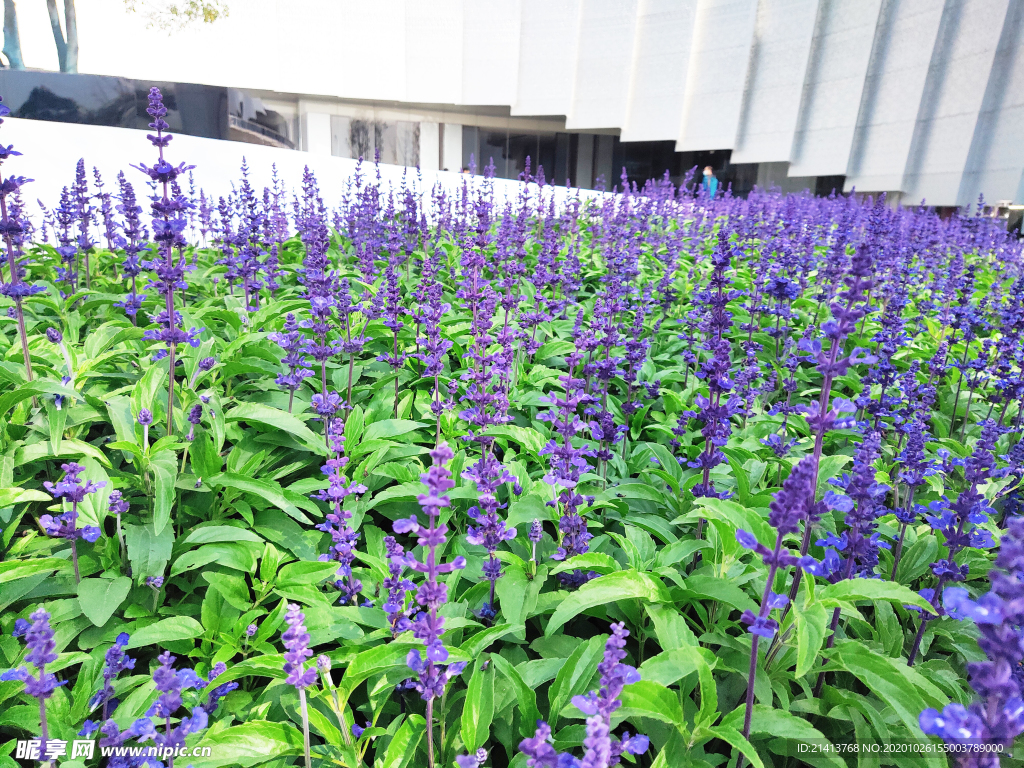 鲜花花朵花卉