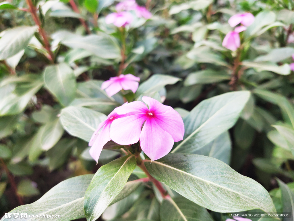 鲜花花朵花卉