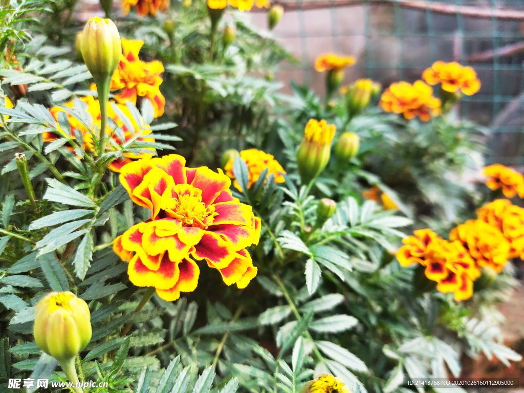 鲜花花朵花卉