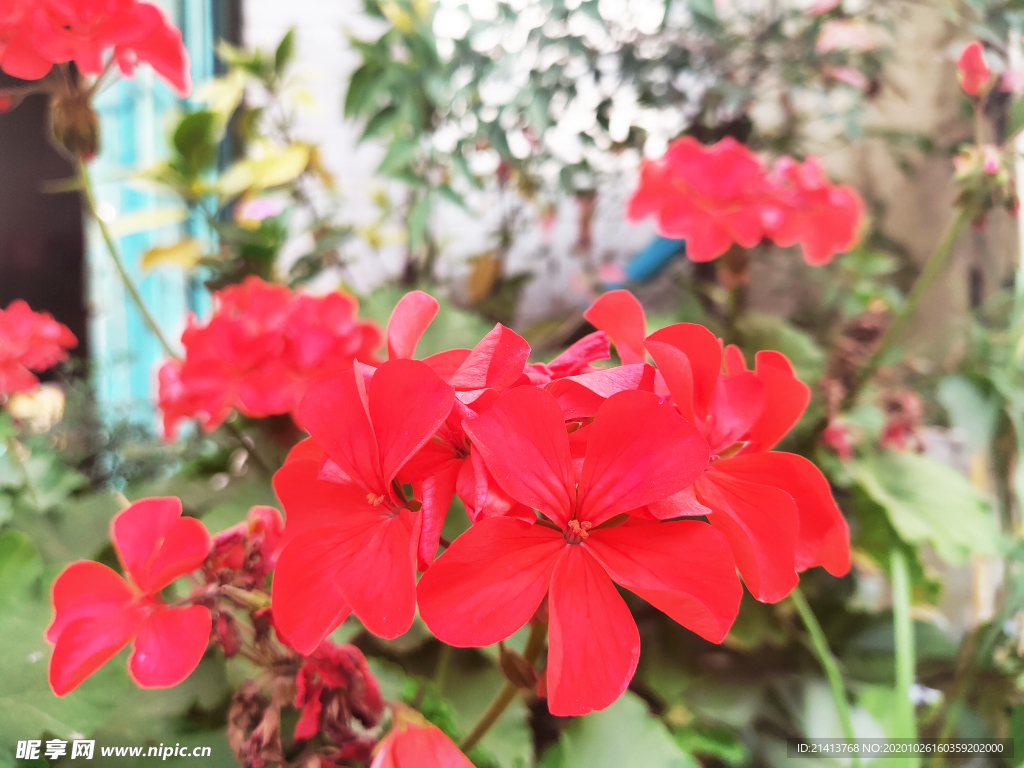 小花花朵花卉