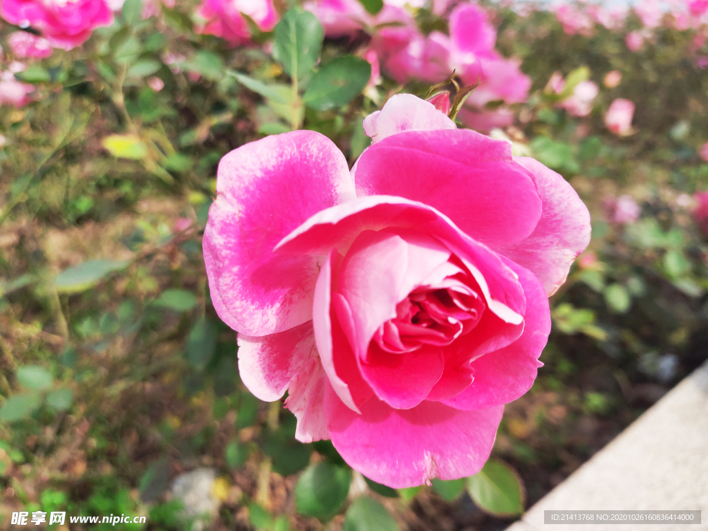 小花花朵花卉
