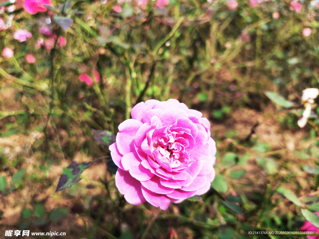 小花花朵花卉