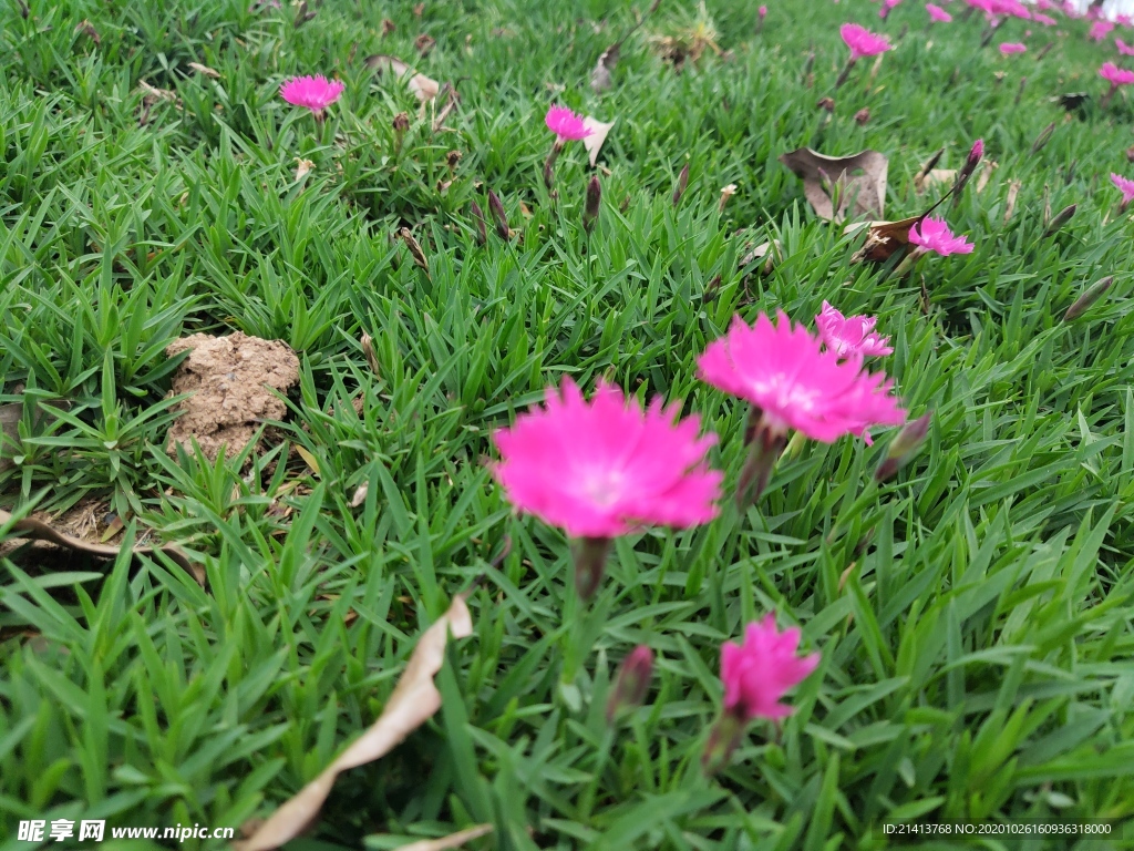 小花花朵花卉