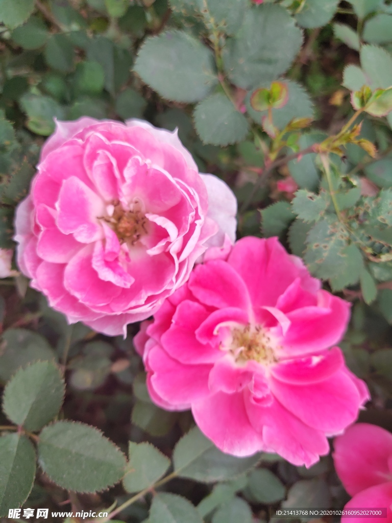 小花花朵花卉