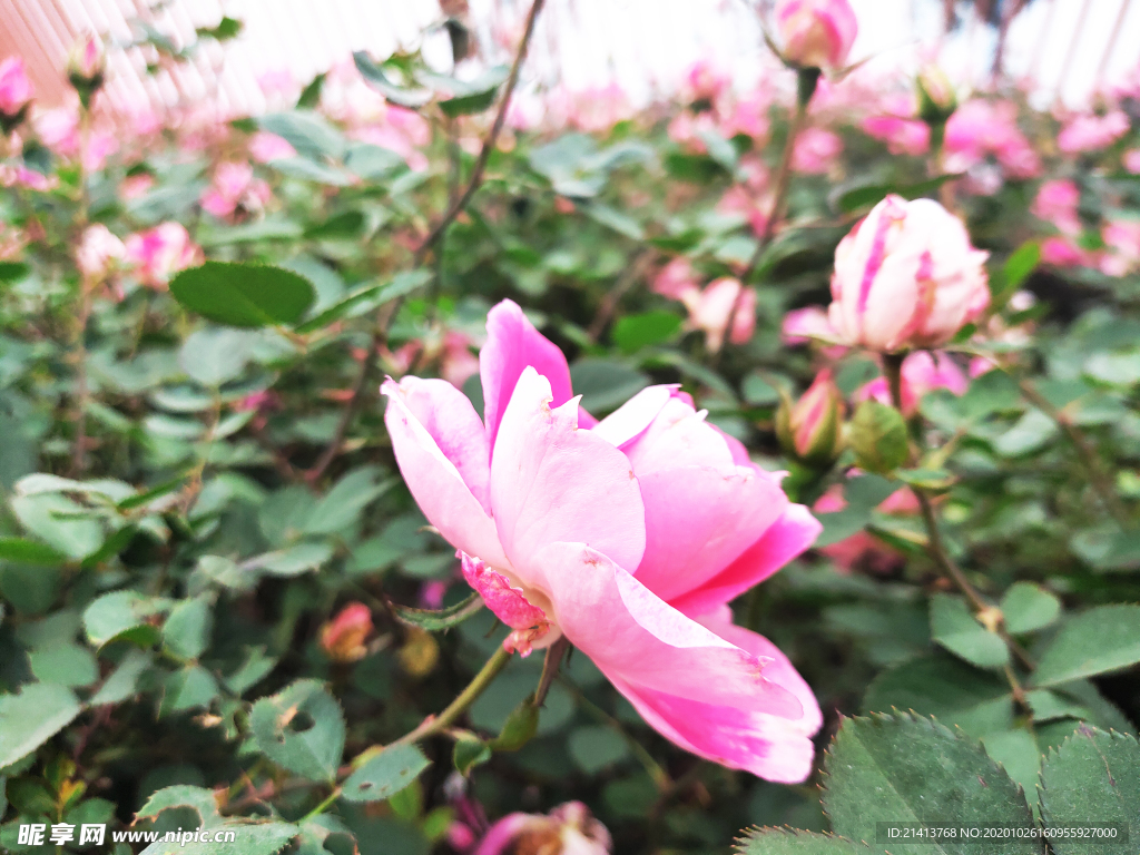 小花花朵花卉