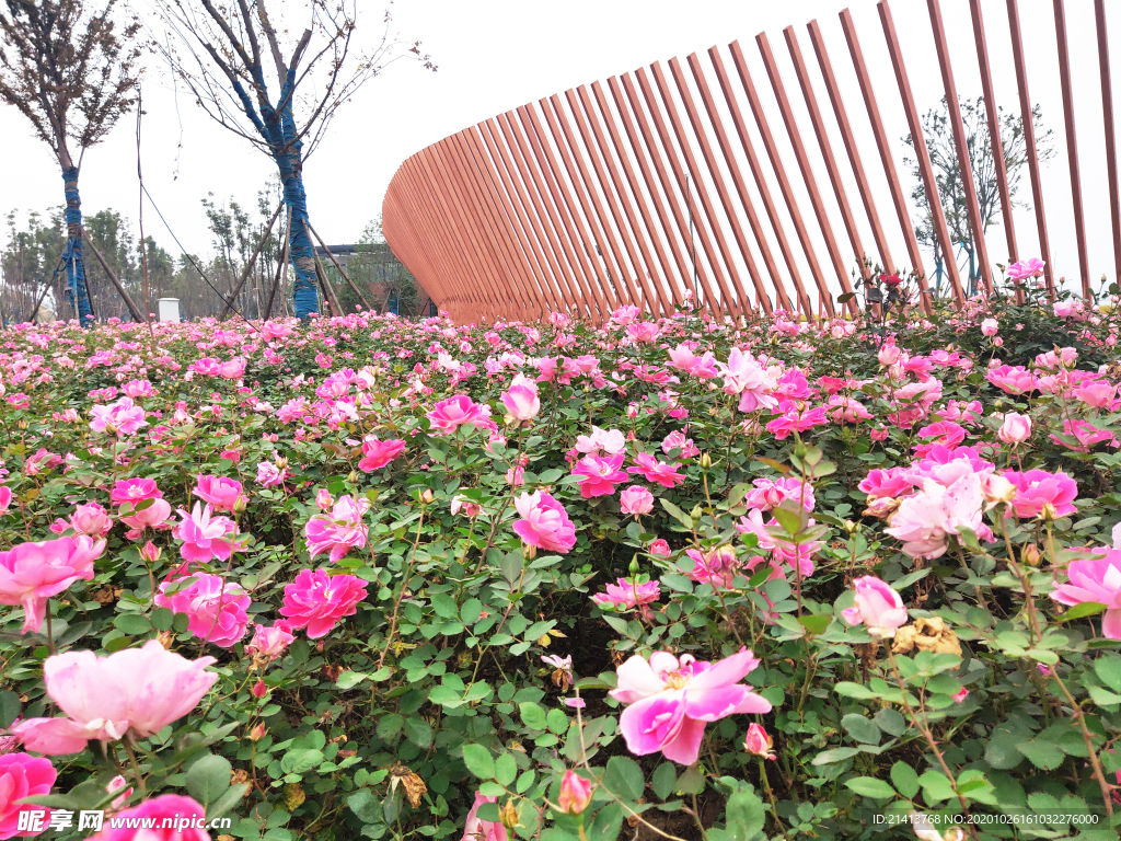 小花花朵花卉