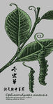 冬虫草
