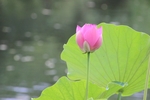 莲花