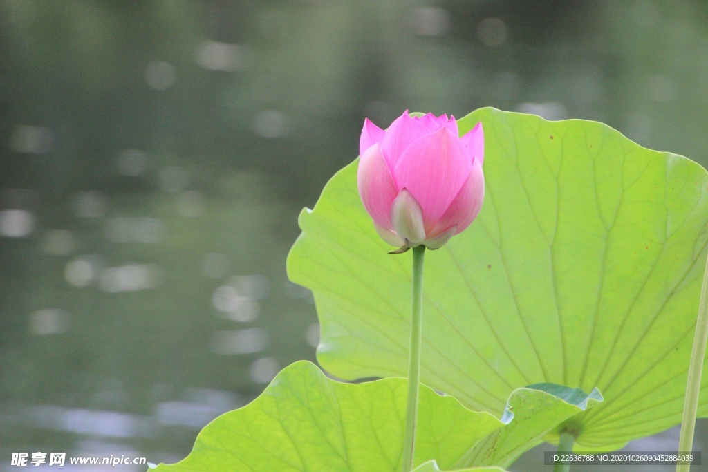 莲花