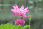 莲花