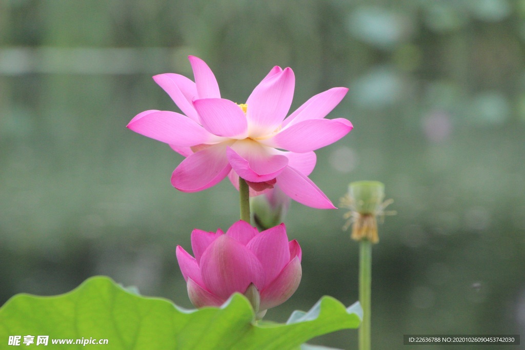 莲花