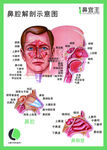I鼻医生
