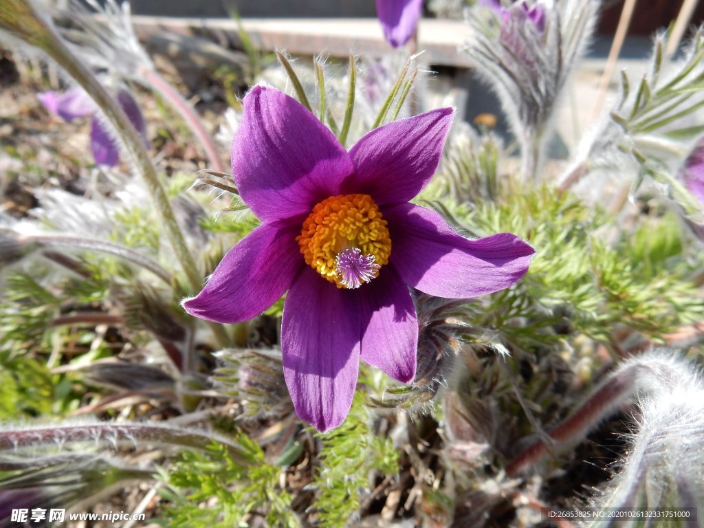 白头翁花