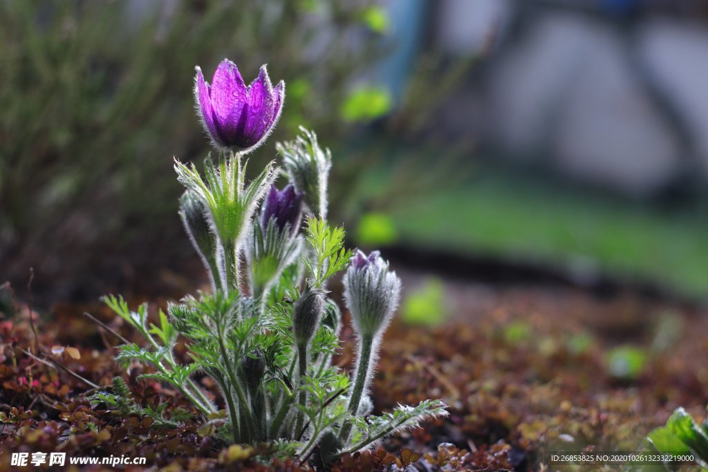 白头翁花