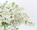 小白花 开花 盛开 植物