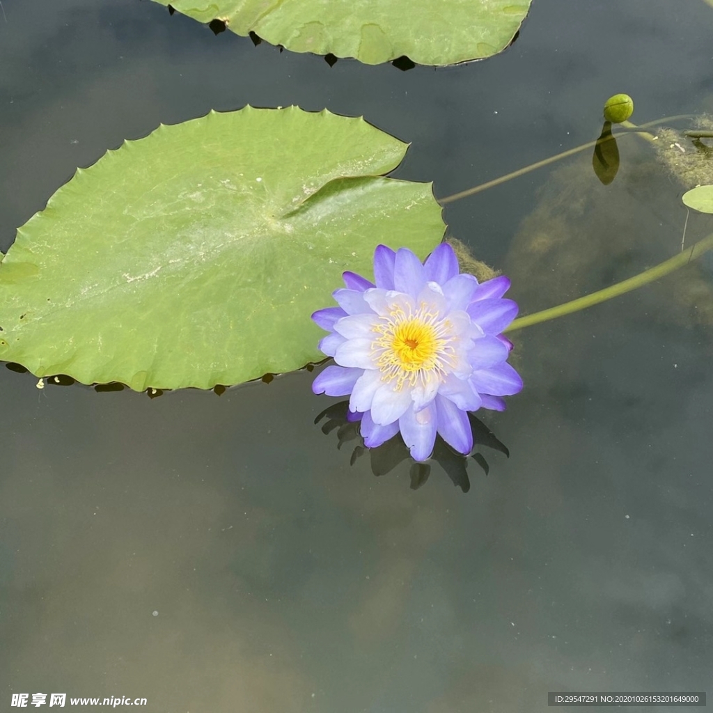 莲花