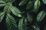 绿色植物绿植清新背景海报素材