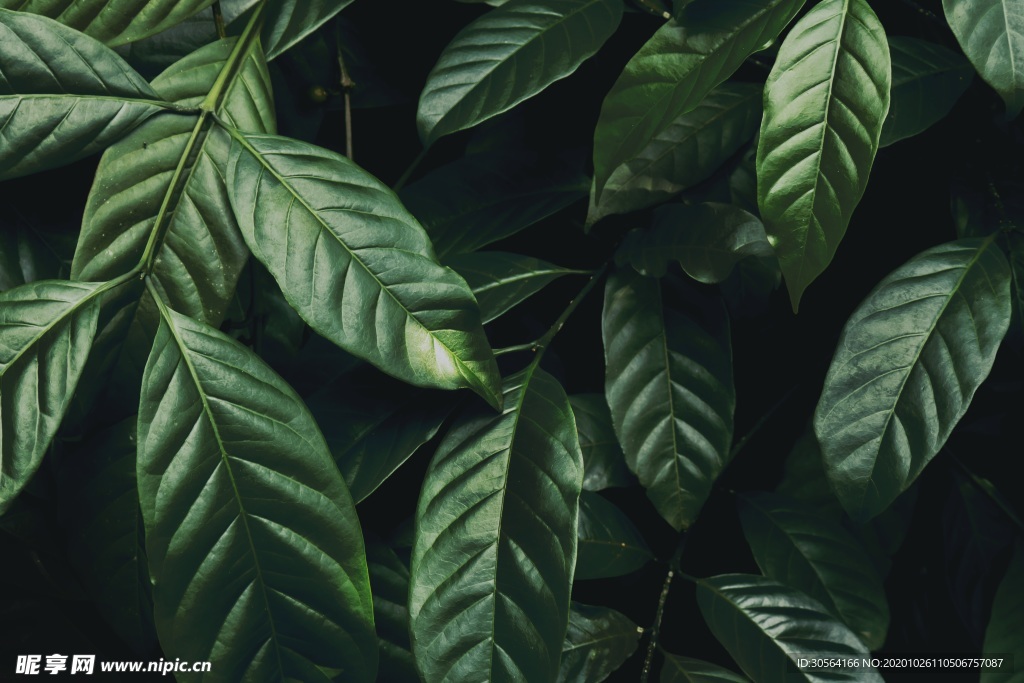 绿色植物绿植清新背景海报素材