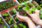 载种幼苗种植背景海报素材