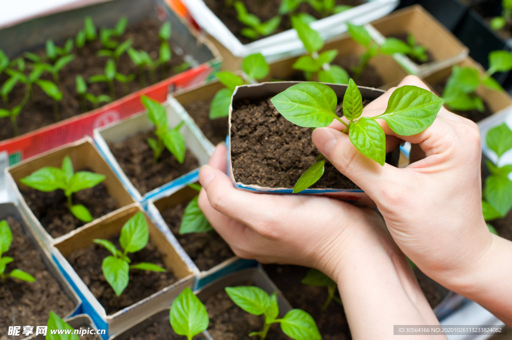 载种幼苗种植背景海报素材