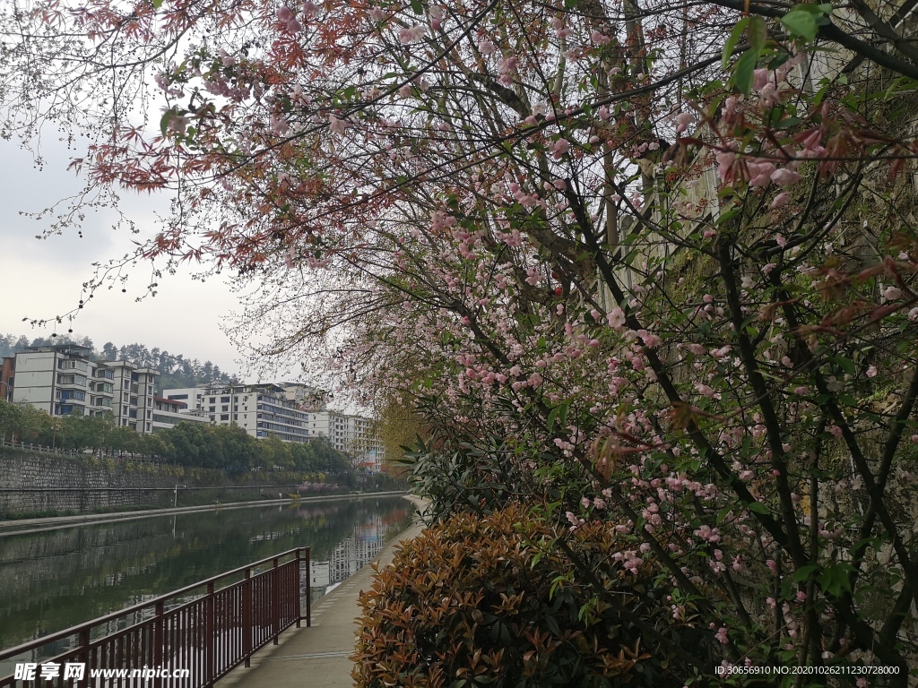 湘江河边的桃花