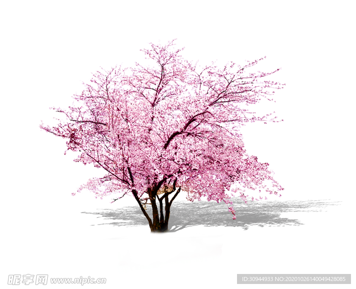 樱花装饰素材