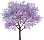 樱花装饰素材