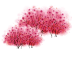 樱花装饰素材