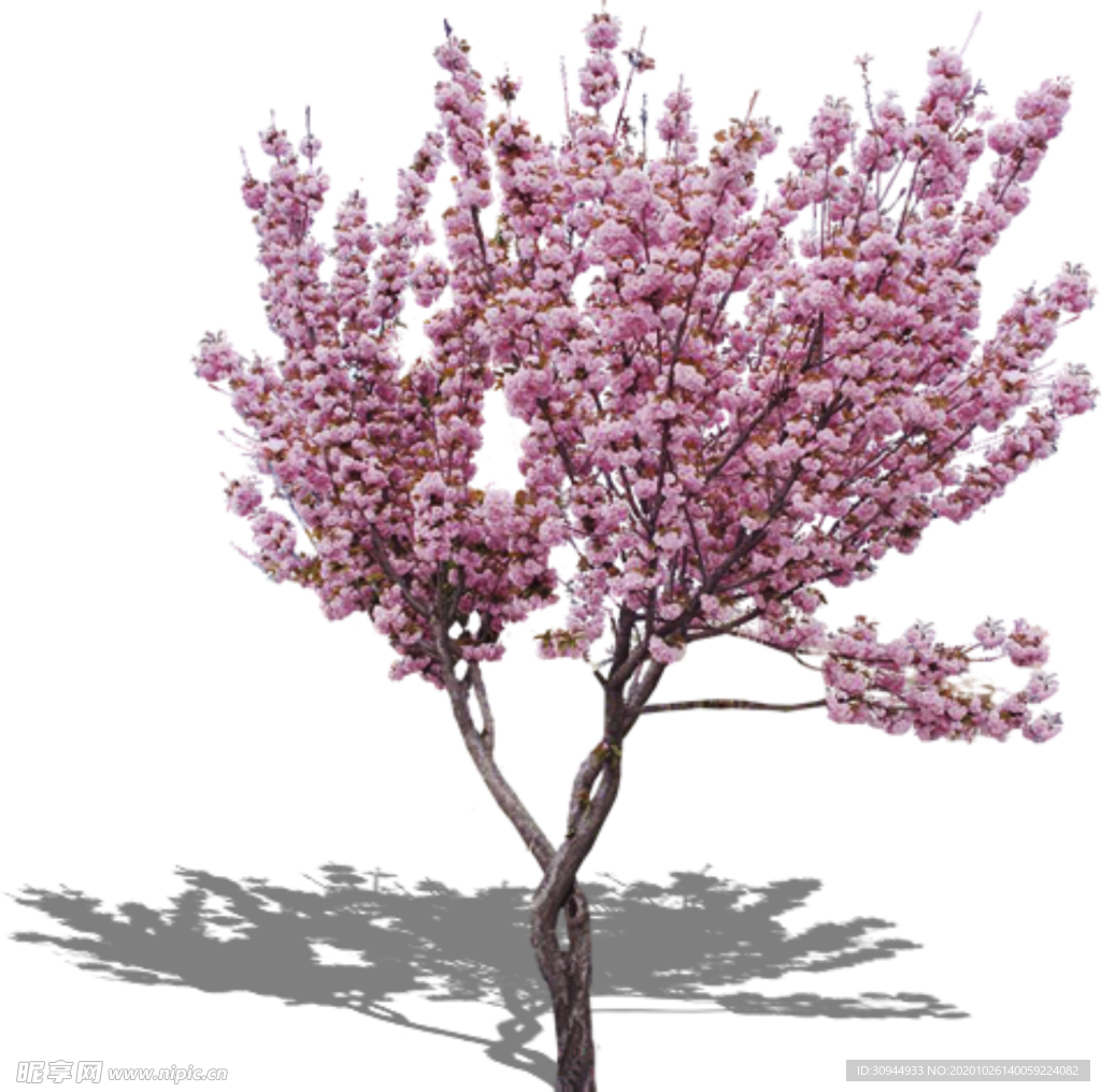 樱花装饰素材