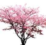 樱花装饰素材