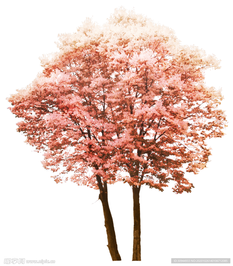 樱花装饰素材