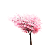 樱花装饰素材
