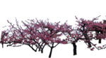 樱花装饰素材