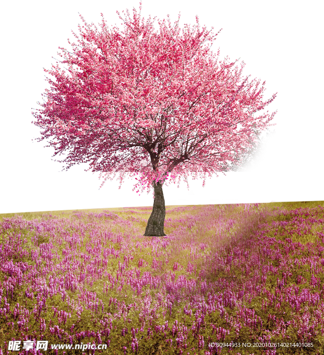 樱花装饰素材