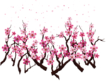 樱花装饰素材