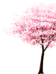手绘樱花素材