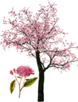 手绘樱花素材
