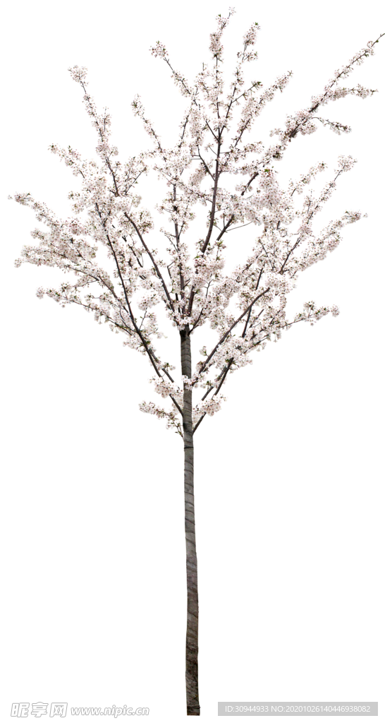 樱花素材