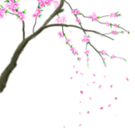 樱花装饰