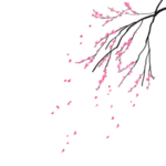 樱花装饰