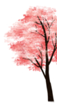 樱花素材