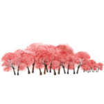 樱花素材