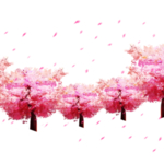 樱花素材