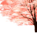 手绘樱花