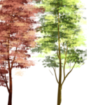 樱花素材