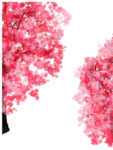 樱花素材