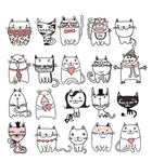 猫咪