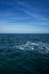 海