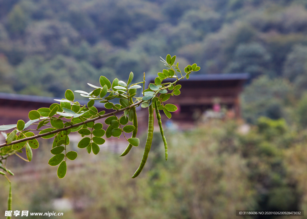 桃花岭景区